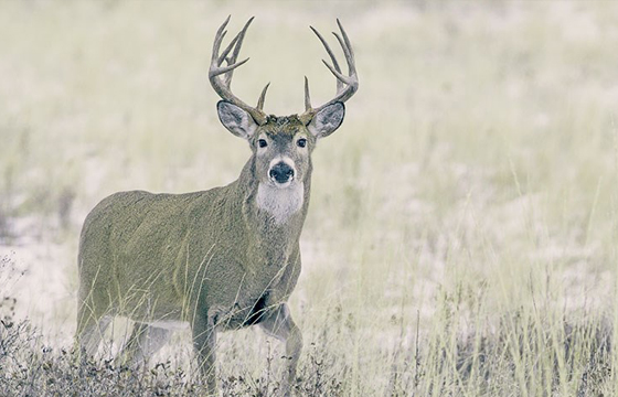 Tips and Tactics for Late-Season Bucks