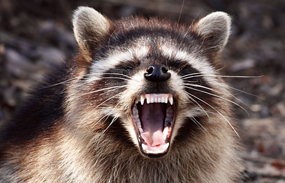 Surviving Animal Attacks: Get a Shotgun