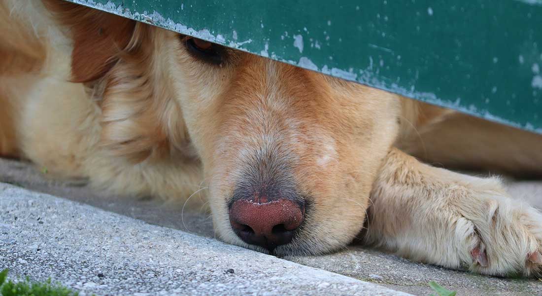 Texas homeowner turns the tables on burglar who shot his dog