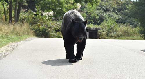 Armed Montana couple confront bear in their living room