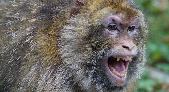 Armed HVAC repairman shoots escaped monkey that attacked woman